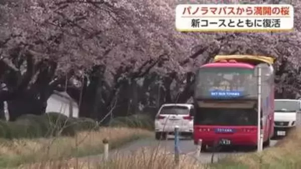 「桜と同じ目線で楽しむ「桜コース」が初登場　富山に2年ぶりパノラマバス復活」の画像