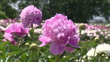 上市町のシャクヤクが例年より1週間早く見頃に　15日は五月晴れ　週末は夏日の予想【ソラをライブ】