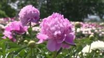 上市町のシャクヤクが例年より1週間早く見頃に　15日は五月晴れ　週末は夏日の予想【ソラをライブ】