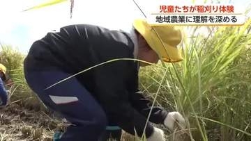 富山市の小学生が稲刈りに挑戦、「田んぼに入ったことない子も」　5月に自ら田植えしたコシヒカリを収獲