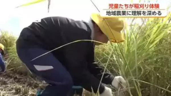 富山市の小学生が稲刈りに挑戦、「田んぼに入ったことない子も」　5月に自ら田植えしたコシヒカリを収獲