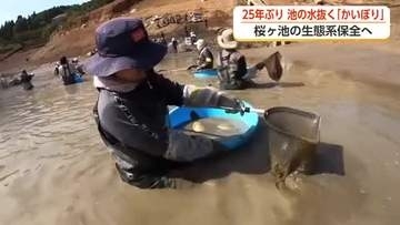 25年ぶりに池の水を抜いてみたら…　南砺・桜ヶ池で「かいぼり」 市民ら50人が泥まみれで奮闘