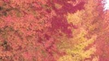 富山県内は変わりやすい天気　日中ひんやりにわか雨も　富山市内では街路樹が鮮やかに色づく