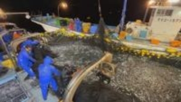 富山湾の先月の総漁獲量が記録残る1985年以降で2番目の多さに！　理由は意外なあの魚… 「富山湾の神秘」ホタルイカも豊漁