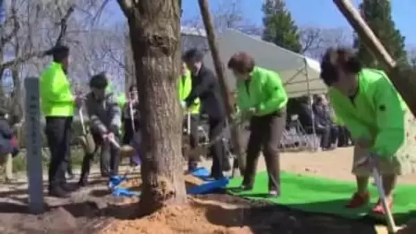東日本大震災からの復興への想い込めたシダレザクラ　富山城址公園に植樹