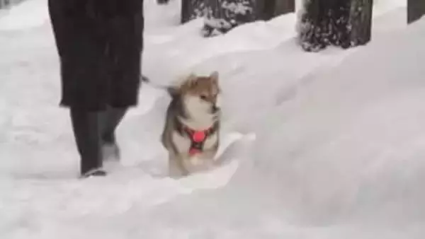 富山県内の大雪ピークを越える　夕方までの降雪予想は平地で5センチ　厳しい寒さは3日ごろまで