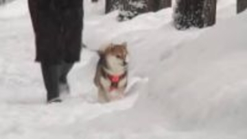 富山県内の大雪ピークを越える　夕方までの降雪予想は平地で5センチ　厳しい寒さは3日ごろまで