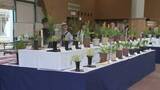 「愛好家が栽培したランを一堂に展示　富山県中央植物園のGW恒例「春のラン展」」の画像1