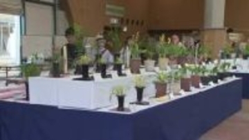 愛好家が栽培したランを一堂に展示　富山県中央植物園のGW恒例「春のラン展」