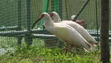 本州初放鳥のトキ、氷見市に4日連続で飛来　環境省が公開の位置情報から判明