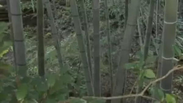 クマ緊急銃猟  滑川市のスーパー農道付近の茂み  体長70センチのクマ1頭を駆除  県内4例目