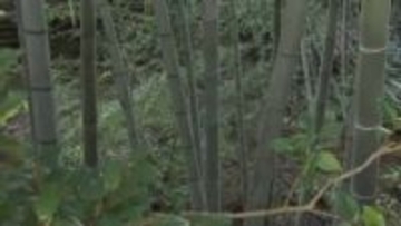 クマ緊急銃猟  滑川市のスーパー農道付近の茂み  体長70センチのクマ1頭を駆除  県内4例目