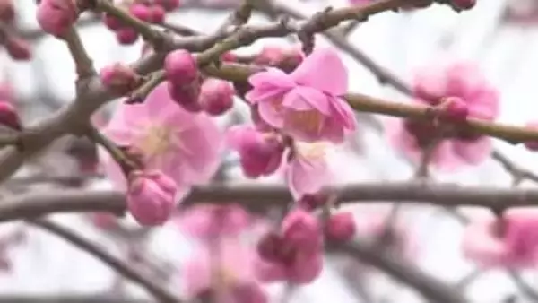 前日からの気温差10度近くに、体調管理に注意　富山県内は次第に晴れるも夜はグッと冷え込む