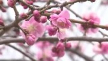 前日からの気温差10度近くに、体調管理に注意　富山県内は次第に晴れるも夜はグッと冷え込む