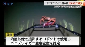 庄川河口沖のベニズワイガニ「1000平方メートルあたり2.34個体」に激減、海底地すべりの影響か
