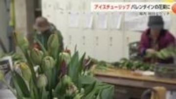 「アイスチューリップ」の収穫最盛期　バレンタインへ春の花束を　富山・砺波市