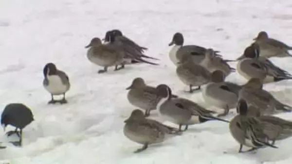 富山県内は7日朝から平地30センチ降雪予想　再び冬型の気圧配置が強まる