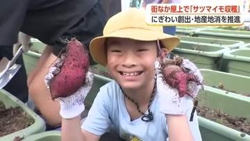まちなかのビル屋上で育てた「シルクスイート」380株　親子収穫イベント「ママ、めっちゃでかいの出た」
