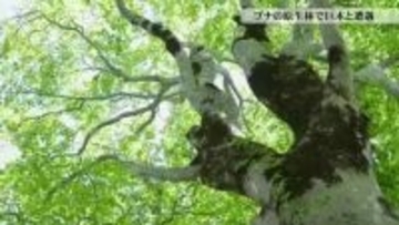 幹回り3メートルの巨木が点在　つくばねの森で出会うブナの原生林