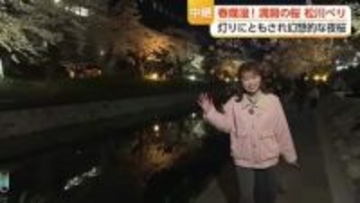 【中継2】春爛漫！満開の桜 松川べり　灯りにともされ幻想的な夜桜