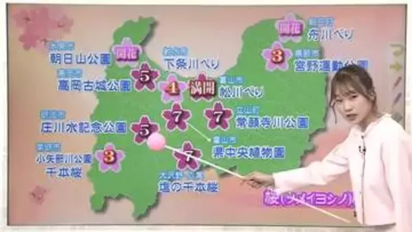 富山で桜が満開に　3日は「絶好のお花見日和」　朝晩の寒暖差には注意を【ソラをライブ】