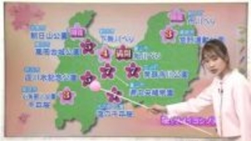 富山で桜が満開に　3日は「絶好のお花見日和」　朝晩の寒暖差には注意を【ソラをライブ】