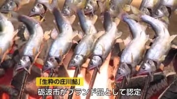 春の味覚「若鮎」を味わう砺波市の鮎料理専門店が営業開始　砺波市のブランド品「生粋の庄川鮎」を提供