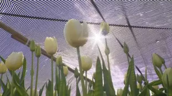 となみチューリップフェアに向けて遮光ネットの取り外し　4月の気温高く生育進む