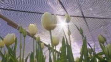 となみチューリップフェアに向けて遮光ネットの取り外し　4月の気温高く生育進む