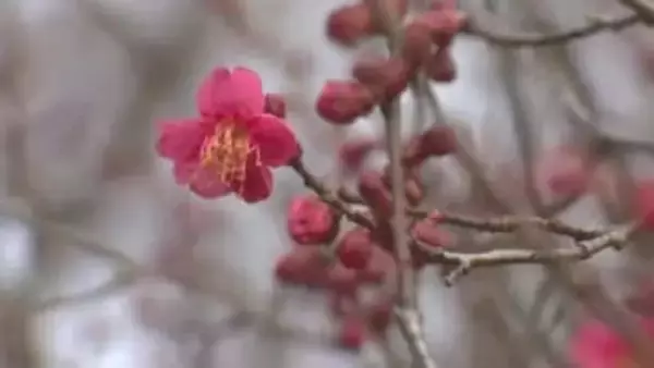 「ひと足早い春の訪れ」寒さ緩み 早咲きの梅が開花も、夕方からは落雷や突風に警戒を