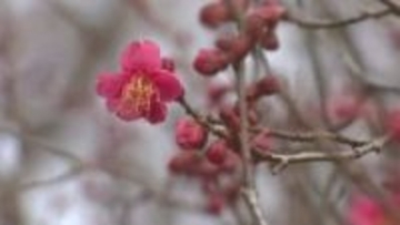 「ひと足早い春の訪れ」寒さ緩み 早咲きの梅が開花も、夕方からは落雷や突風に警戒を