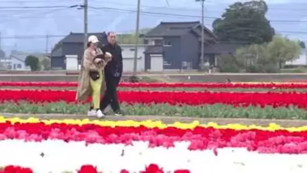 チューリップ満開に合わせ　入善町のにゅうぜんフラワーロードでウェルカムイベント開催