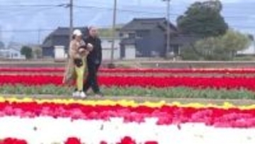 チューリップ満開に合わせ　入善町のにゅうぜんフラワーロードでウェルカムイベント開催