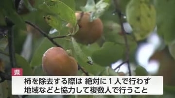 富山県がクマ被害防止の緊急対策 カキの実採取は複数人で実施を呼びかけ 緊急対策会議で警告