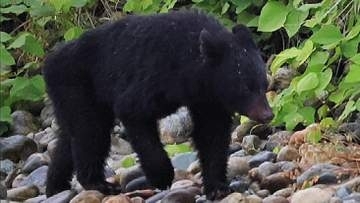 黒部川河口で4件のクマ目撃情報　「こんなところで遭うとは」住民ら不安、太閤山ランドも臨時休園　富山市の県民公園ではクマと鉢合わせ