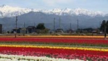 「7色のチューリップの絨毯」が今まさに見頃　立山連峰を背景に200万本が咲き誇る絶景　富山・入善町