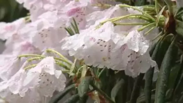 富山・朝日町の護國寺でシャクナゲ見ごろ　ピンクや白、色とりどりの花がGWにかけて庭園を彩る