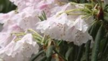 富山・朝日町の護國寺でシャクナゲ見ごろ　ピンクや白、色とりどりの花がGWにかけて庭園を彩る