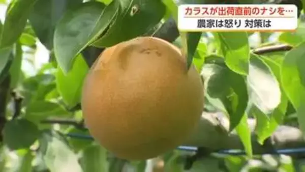 甘さ十分の呉羽梨「幸水」が出荷開始　一方、カラス40羽が新品種を食い荒らす被害も