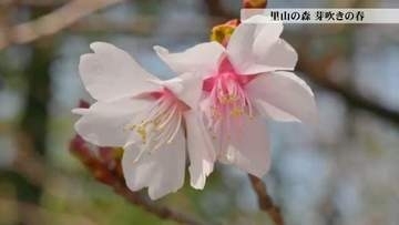 花しょうぶで有名な富山・頼成の森に隠れた春の主役　星を散りばめたような小さな花園が出現