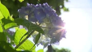 初夏を飾る鮮やかなアジサイ 富山市夏日の予想 熱中症、紫外線対策が必要