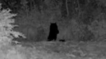 クマ出没  砺波のAIカメラが一晩で4か所作動  クマの親子も撮影  遭遇しないよう市が警戒呼びかけ