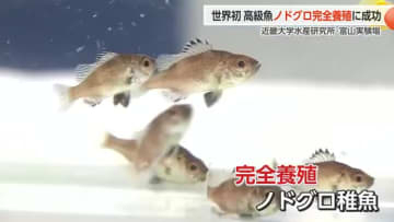 近畿大学、世界初のノドグロ完全養殖に成功　「脂がのっているので炙って食べたら絶品」【動画で見る】