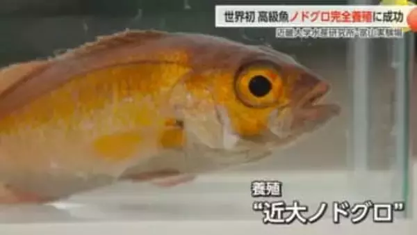 近畿大学、世界初のノドグロ完全養殖に成功　「脂がのっているので炙って食べたら絶品」【動画で見る】