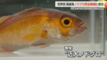 近畿大学、世界初のノドグロ完全養殖に成功　「脂がのっているので炙って食べたら絶品」【動画で見る】