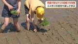 「裸足で泥と格闘！富山市の小学生がコシヒカリの田植えに挑戦　9月には全校児童におにぎり振る舞う」の画像1