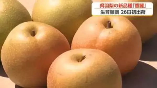 呉羽梨に新顔「香麗」登場　幸水より2週間早く味わえる新品種　サクサク食感と豊かな香りが魅力