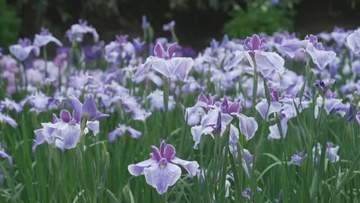 富山・砺波市「頼成の森」で花しょうぶが満開　600品種70万株が咲き誇り見頃　6月下旬並みの暑さに