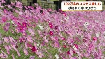 100万本のコスモスウォッチング開幕　「青空とピンクと白が本当にきれいに映えている」　富山・砺波市
