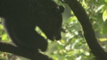 冬眠入らぬクマの出没に注意　富山市八尾町で新たな痕跡　市が注意呼びかける